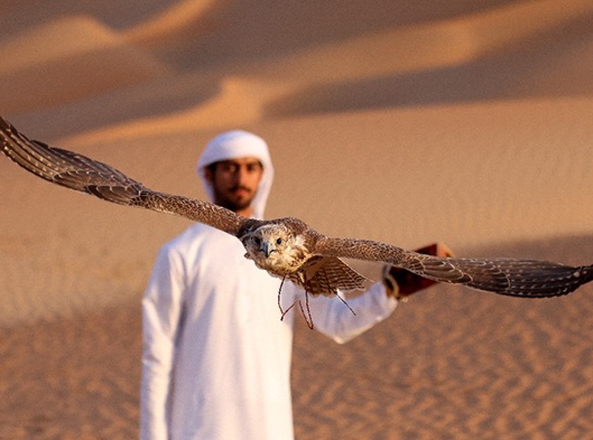 The Art of Falconry: Dubai’s Living Tradition