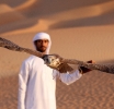 The Art of Falconry: Dubai’s Living Tradition