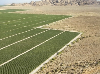 The Green Desert: Dubai’s Push for Sustainable Agriculture